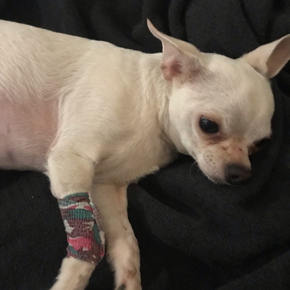 This is Boston. Help me save him.💞 - Picture 3 of 10